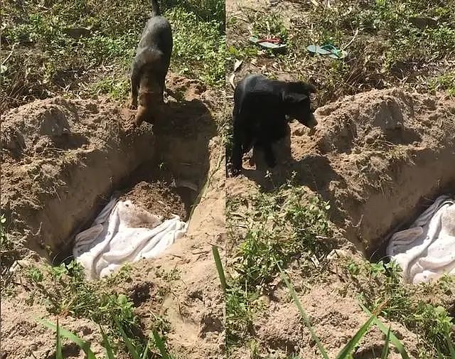 失去同伴的两只狗狗，用嘴和爪子挖土将同伴埋葬，坚守在墓地旁 - 2
