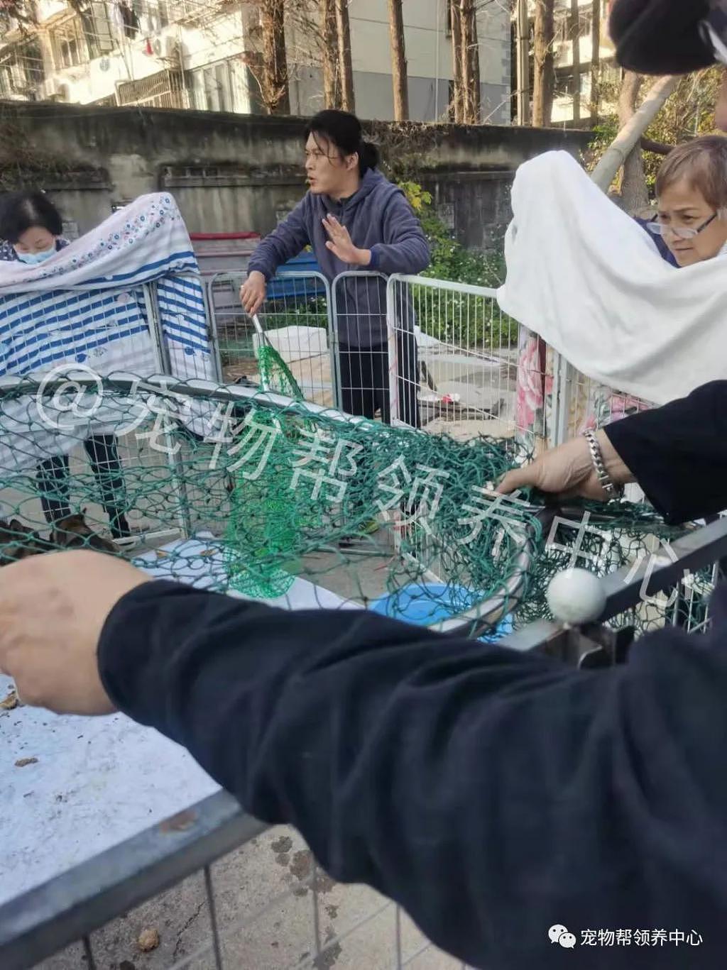 七八十只流浪狗遭投诉要被强制处理，她义无反顾站出来说“救！” - 6