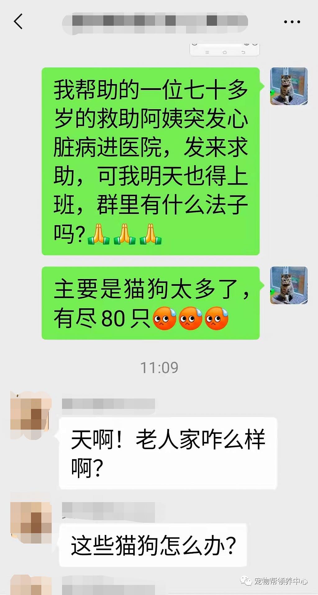 紧急扩散！上海 70 多岁阿姨突发心脏病，她救助的近 80 只猫狗急需帮助 . - 11