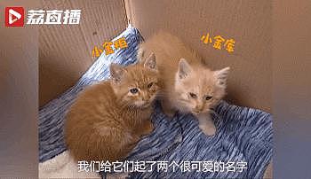 银行墙里发出异响，竟掏出两只小橘猫，起的这名字 ... 太吉利了 ~ - 5