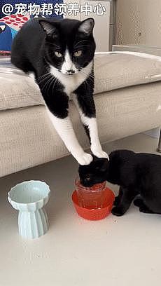 贴心大猫双爪压着小猫喝水，表情严肃像在说：要多喝点！ - 4