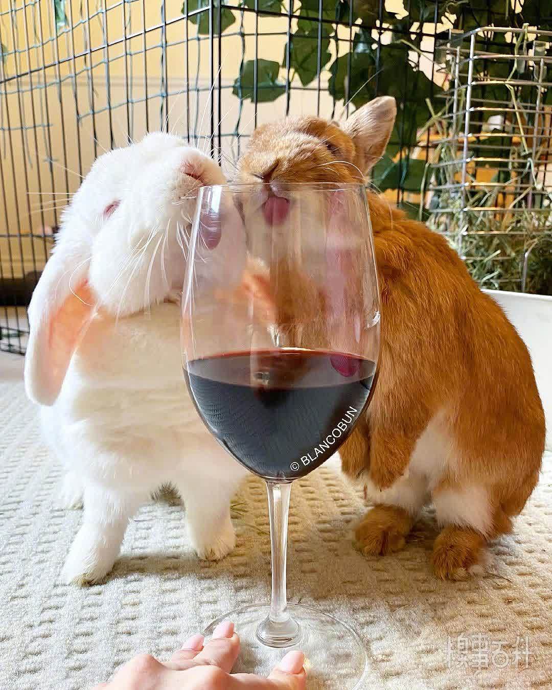 之前爱喝酒的兔兔BL