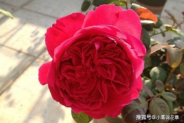 喜欢玫瑰，不如养盆“精品月季”皇家胭脂，花型饱满，香味浓郁 - 3