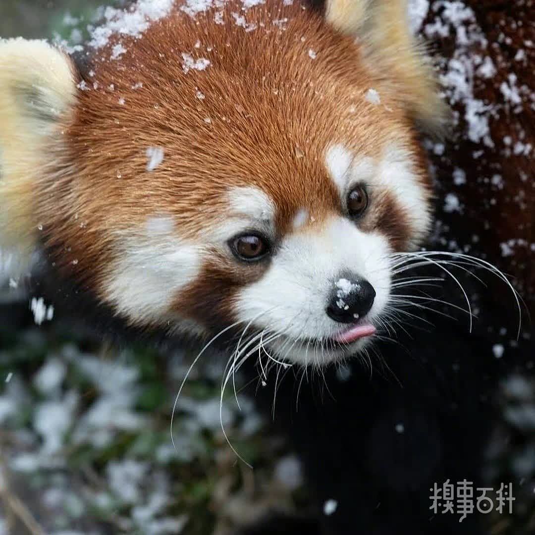 在雪地里玩雪的小熊猫