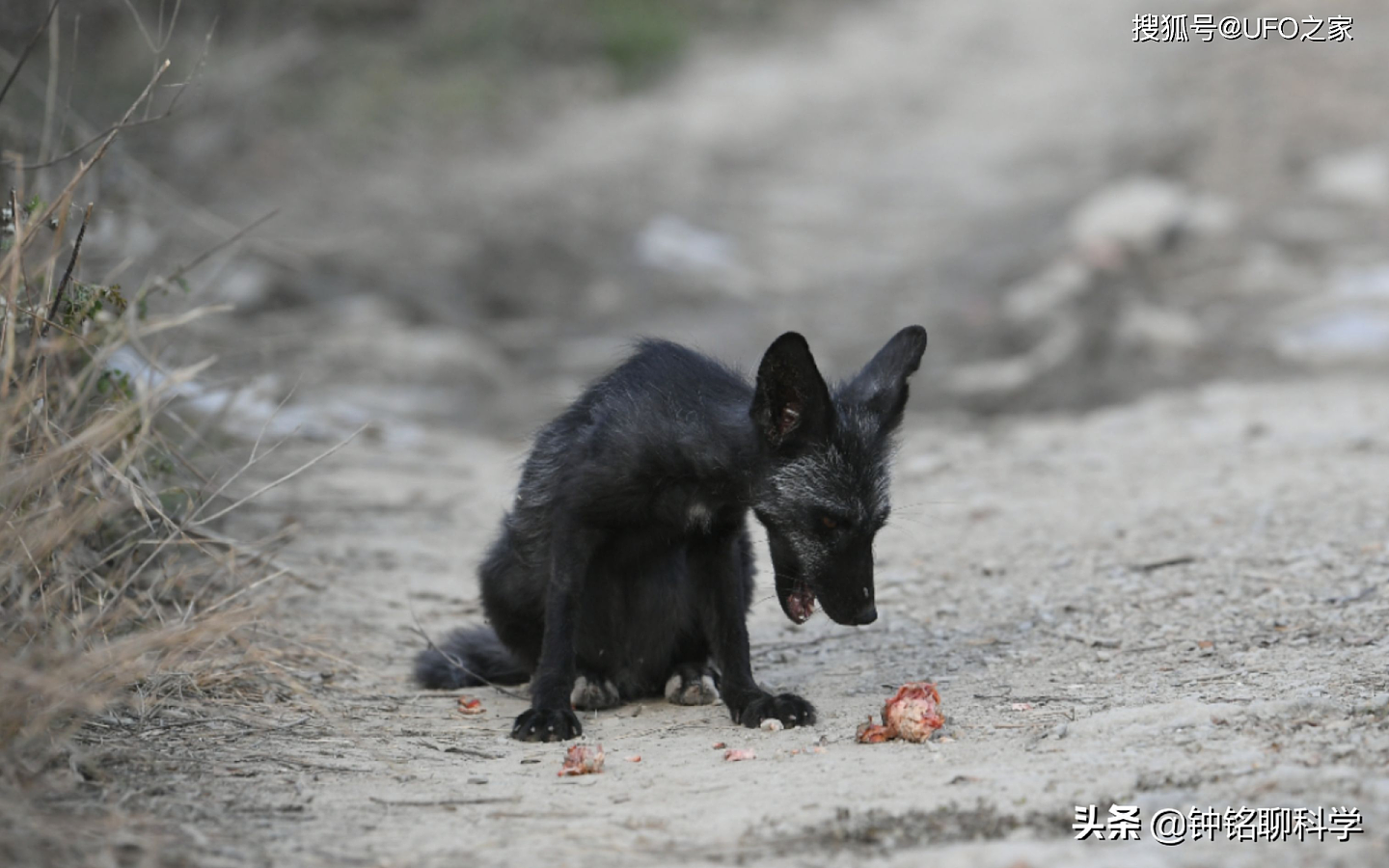 罕见银黑狐现身北京，专家：这不是好事，或威胁当地狐狸生存 - 4