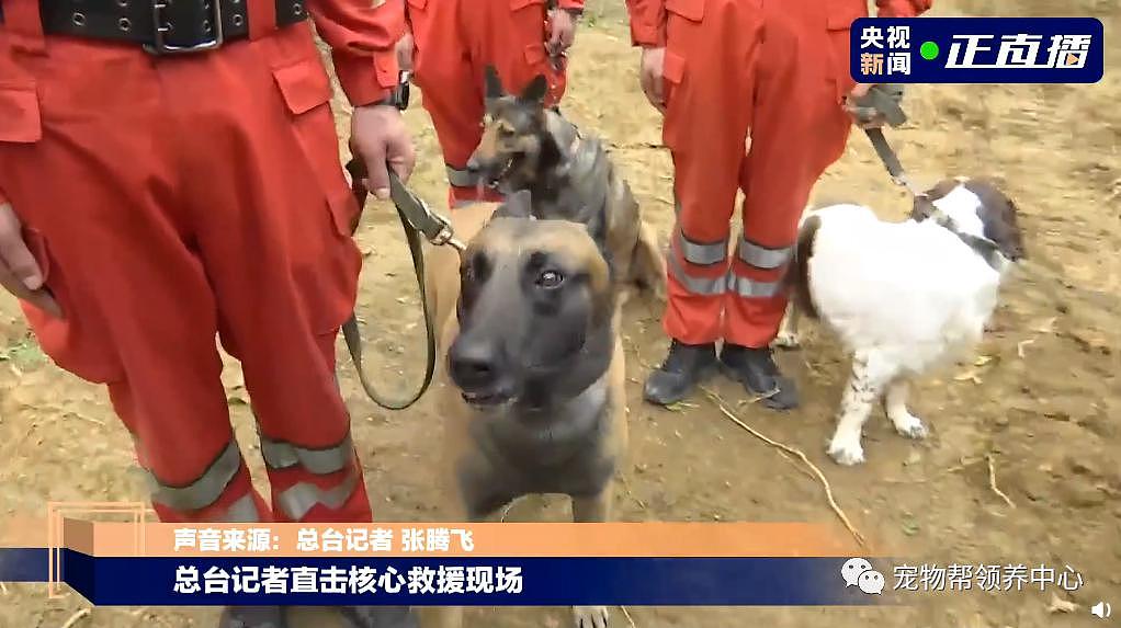 搜救犬加入坠机救援！它们也在为奇迹出现而努力！ - 14