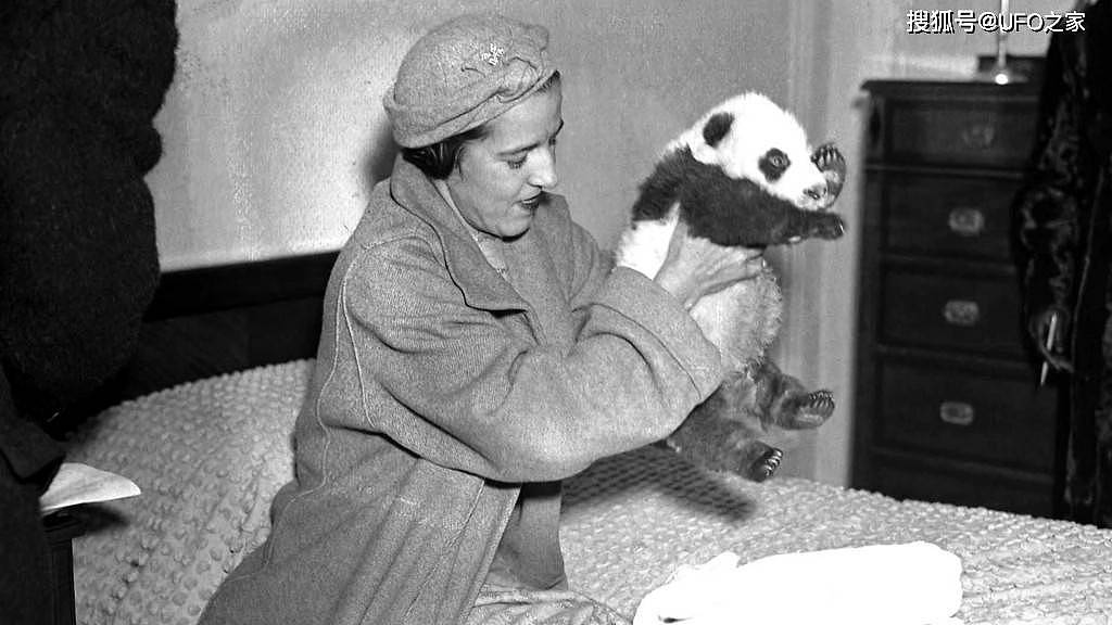 曾有个女人将活体大熊猫走私出中国，海关登记：携带哈巴狗一只 - 14