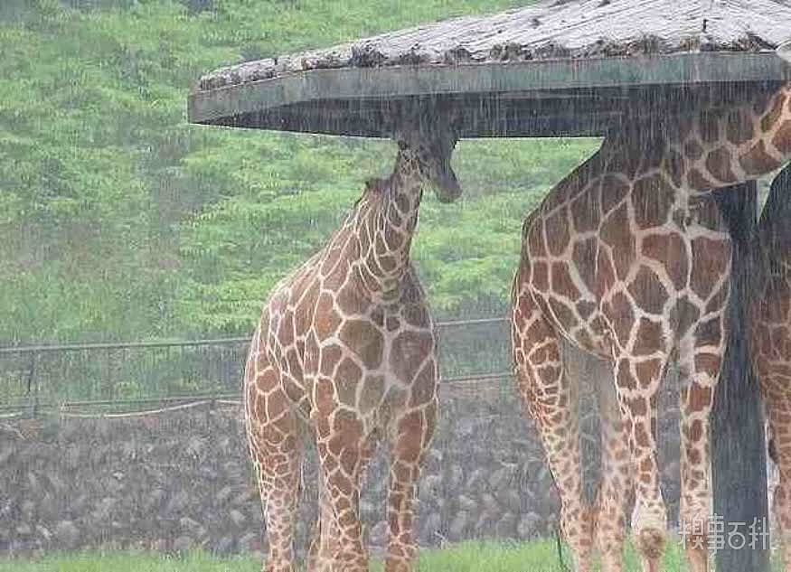 长颈鹿避雨有多好笑