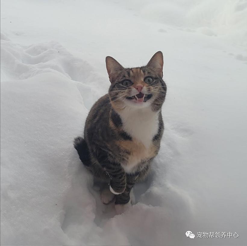 漂亮猫咪站雪堆里冲屋内叫，模样看似可怜，其实玩得比谁都欢！ - 4