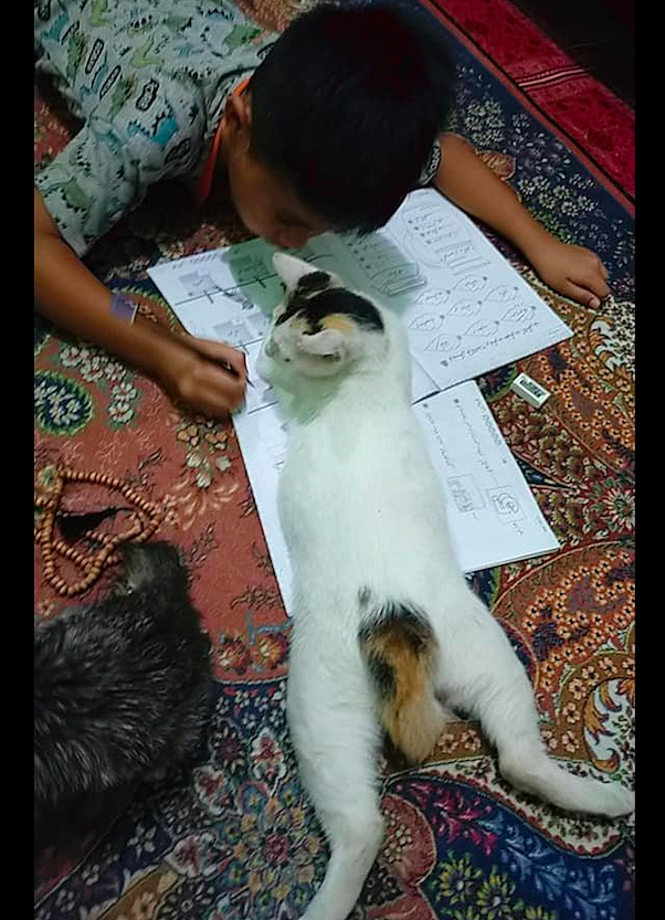 儿子放学回来写作业，猫咪却趴在本子上干扰他：陪我玩不好吗？ - 1
