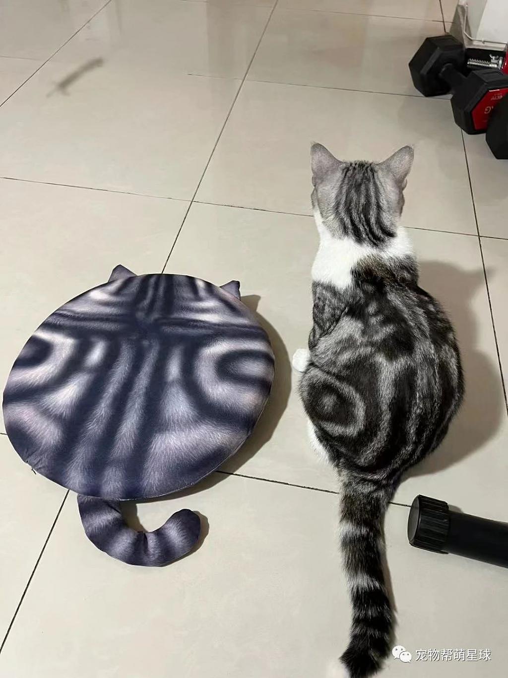 网友买了一个新垫子，猫咪看到后眼神都不对劲了 . - 3