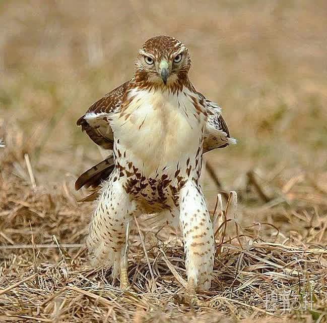鹰科猛禽走路的姿势。