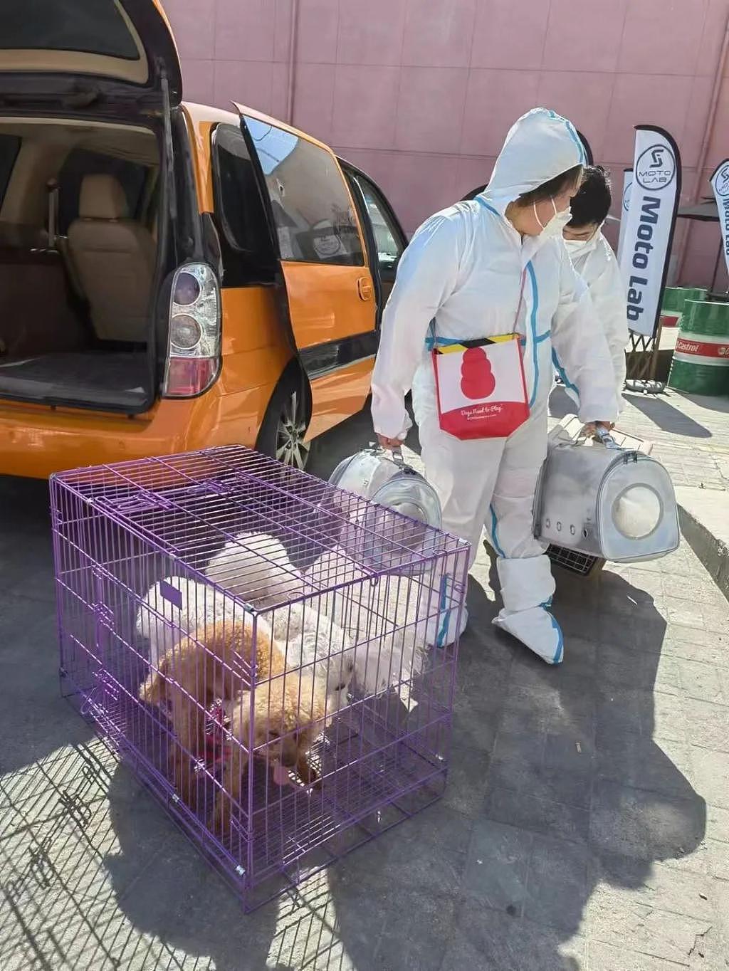 隔离结束，240 只宠物收获“抗疫小英雄”证书回家了，大北京真的太暖了…… - 8