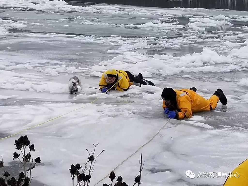 狗狗卡冰面上，消防员匍匐解救，岸上还有警车救护车待命，感动！ - 6