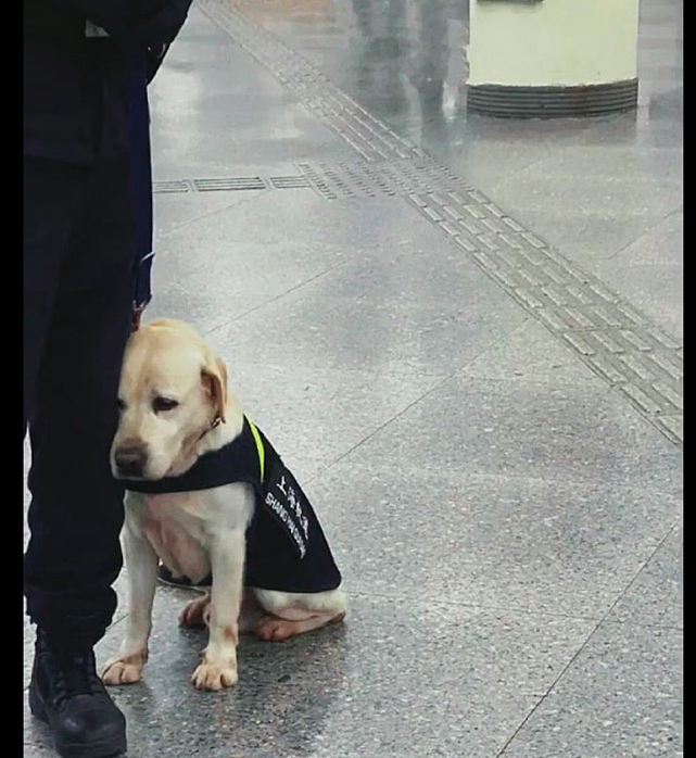 警犬在地铁站里巡逻，靠在主人腿边的模样，好像受气的小媳妇呀！ - 3