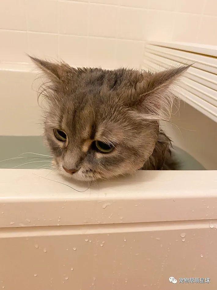 主人强行带猫咪洗澡，它一脸不情愿：真是生活所迫啊！ - 3
