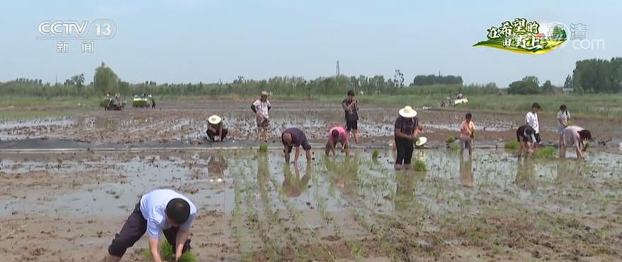 三夏时节 | “巨型稻”在京津冀地区首次试种 立体养殖更丰富 - 1