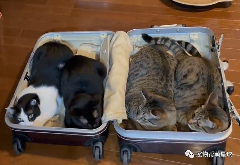 主人收拾行李箱，四只猫咪齐心霸占箱子 : 请带我们一起远走高飞 ! - 3