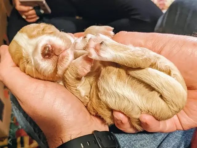 救援组织救下一只怀孕的流浪狗，想到它会生很多，但没想到这么多 - 6