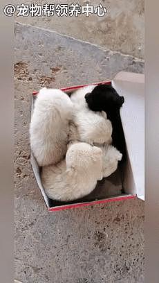 刚满月的奶狗竟被丢在零下 20 多度的寒冬，挤在小鞋盒里，心疼 . - 1