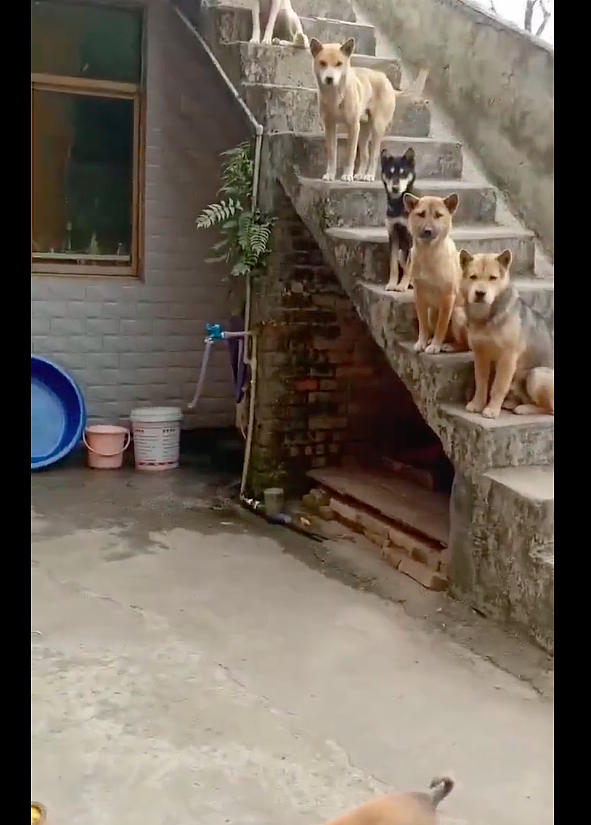 主人在没发出命令前，狗狗们都在楼梯上等着吃饭，军事化管理吗？ - 2