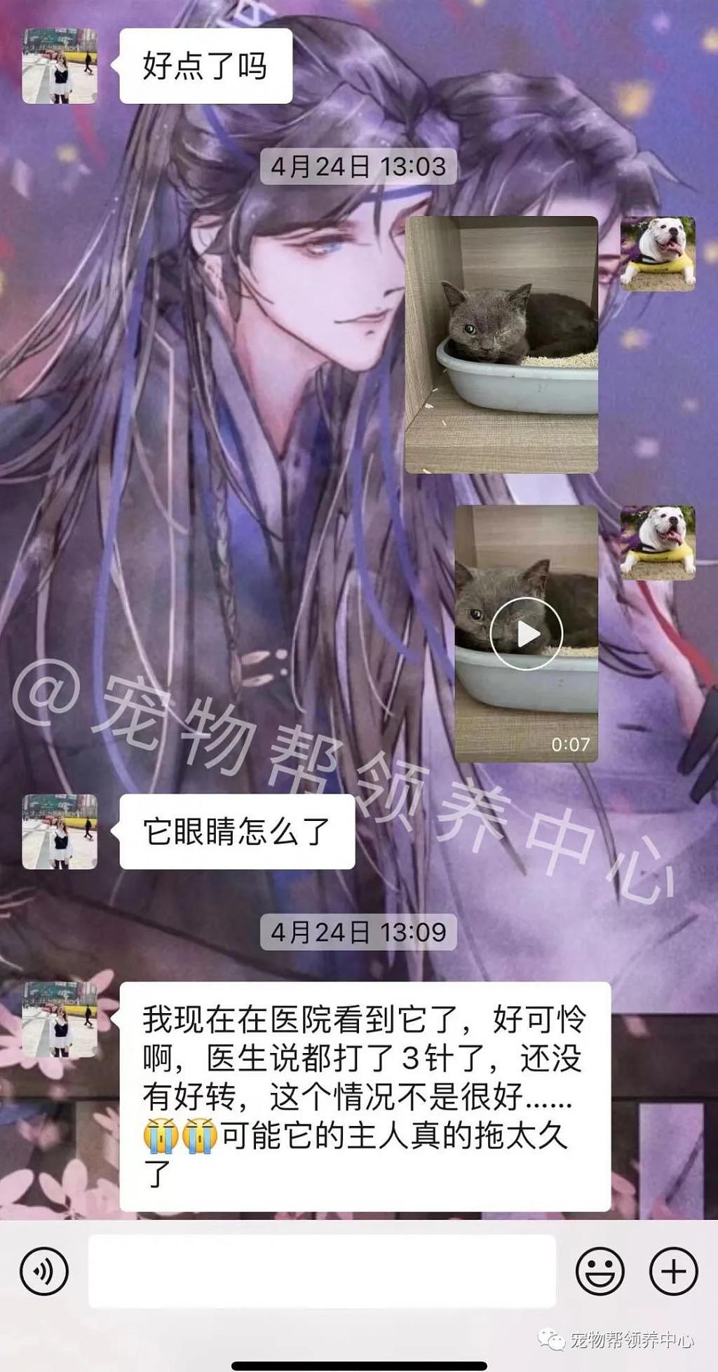 蓝猫被丢弃，无助趴在猫窝一天一夜，被救后看到它的状态惊了！ - 10