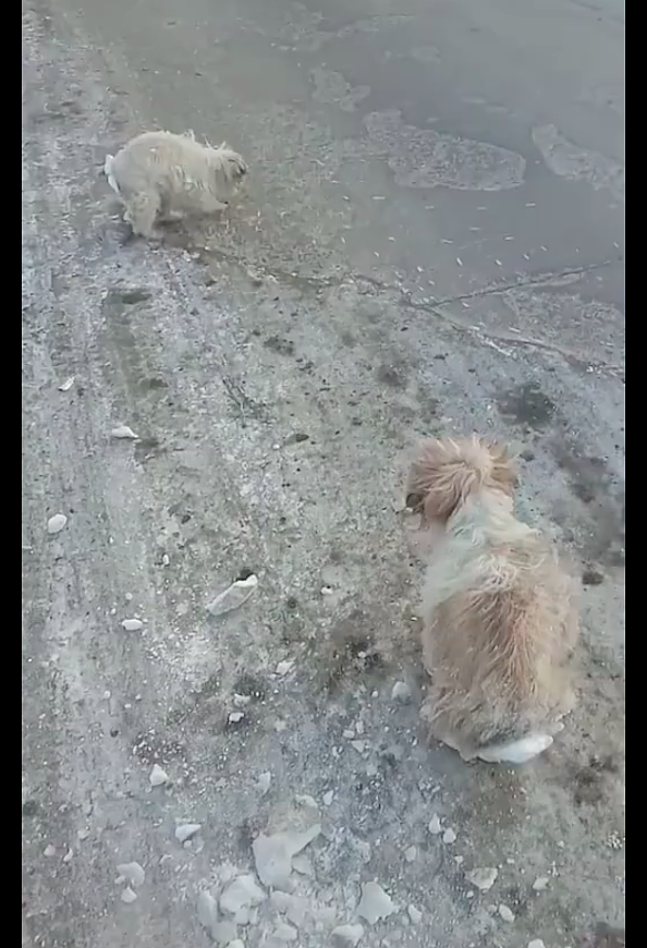 两只流浪狗依偎在一起取暖，却被冻在了路面上，车来了也动弹不了 - 3