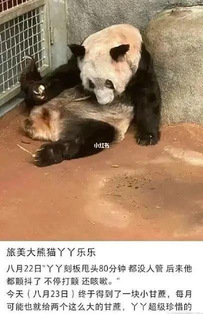 在美国遭受“虐待”的两只中国大熊猫，终于要接你们回家了… - 12