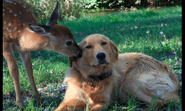 小鹿和金毛成朋友，回森林后还带孩子来认亲，长达11年的神仙友情 - 4