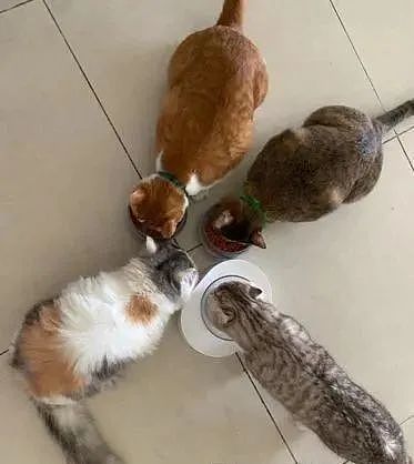 4猫开心围圈吃饭“冒牌无尾熊”，遭排挤憨萌坐隔壁：我的呢 - 3