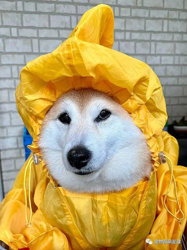 给狗狗试穿人类雨衣，结果 ... 莫名的喜感 ! - 4