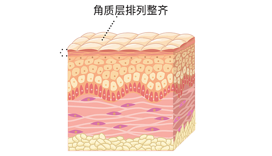 皮肤爆皮粗糙泛红的原因 竟然是角质层的防御功能低下！ - 10