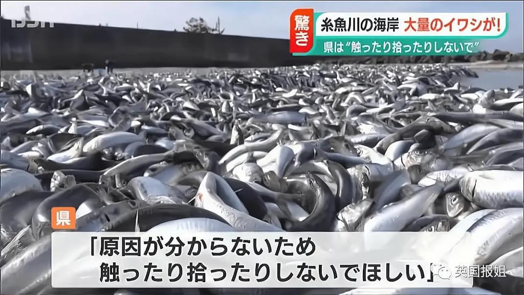 日本千吨死鱼涌向海岸，外媒怒骂核废水污染？ - 14