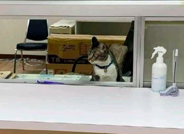 网友去交罚款，发现在窗口坐的是一只猫咪！猫：快来，马上下班了 - 3