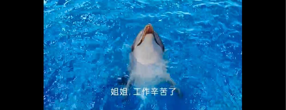 膜法世家“诡异”海豚广告翻车，公司致歉：并未伤害任何动物 - 1