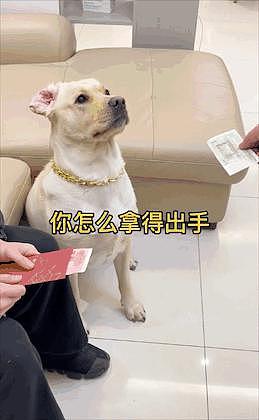 狗狗过年收到 2 万元压岁钱，主人：我的还没它零头多… - 5