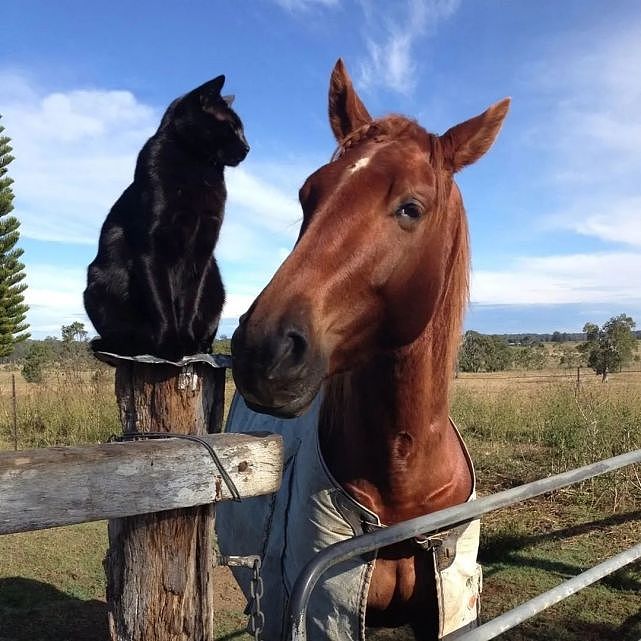 澳洲黑猫和马莫逆之交，9年感情超深 - 1