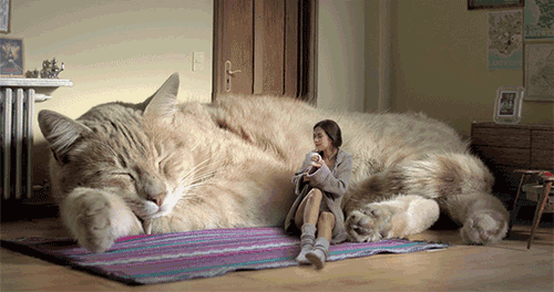 如果有这种巨型猫咪，