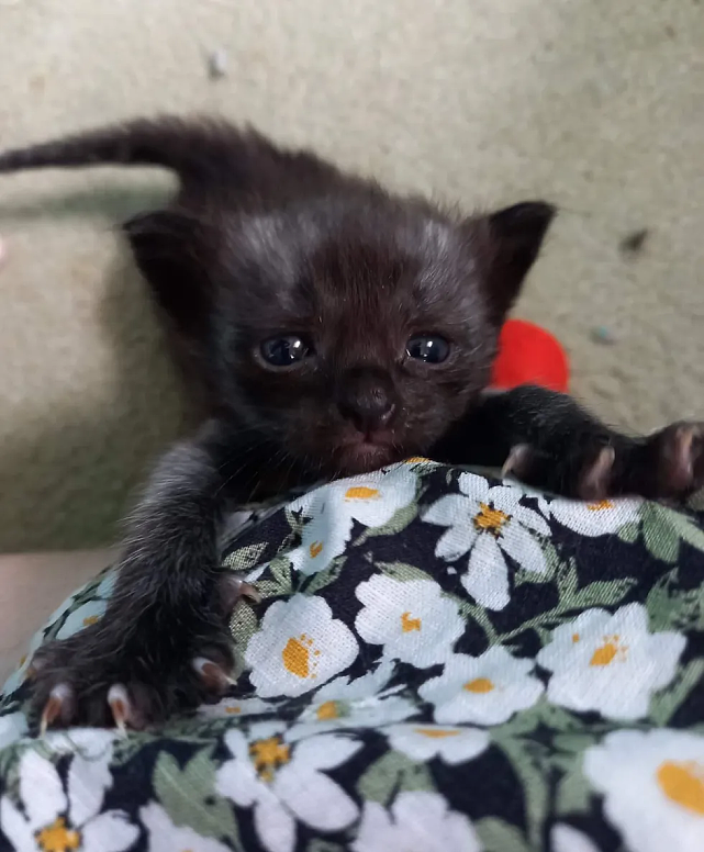 猫趣 | 出生50克不到的早产小黑猫，被好心的奶妈收留，捡回了一条猫命 - 5