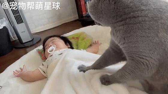 猫咪专业哄娃睡觉，用肉垫按摩超温柔，主人：以后带娃就靠你了！ - 4