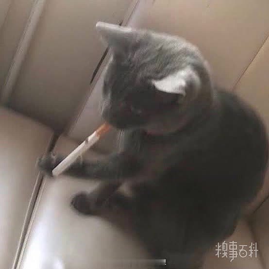 《未成年猫猫禁止吸烟