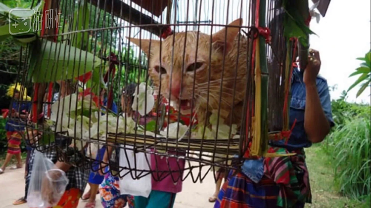 因为不想虐猫，泰国人把哆啦A梦祭天了 - 4