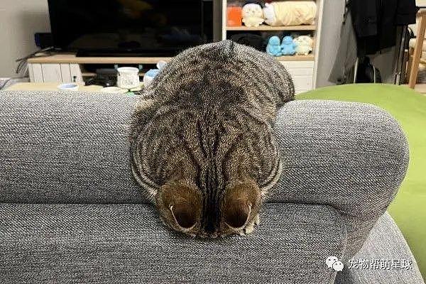 屋内惊现超大“猫猫虫”挂沙发上，主人懵了 : 怎么睡成这样 ? - 3