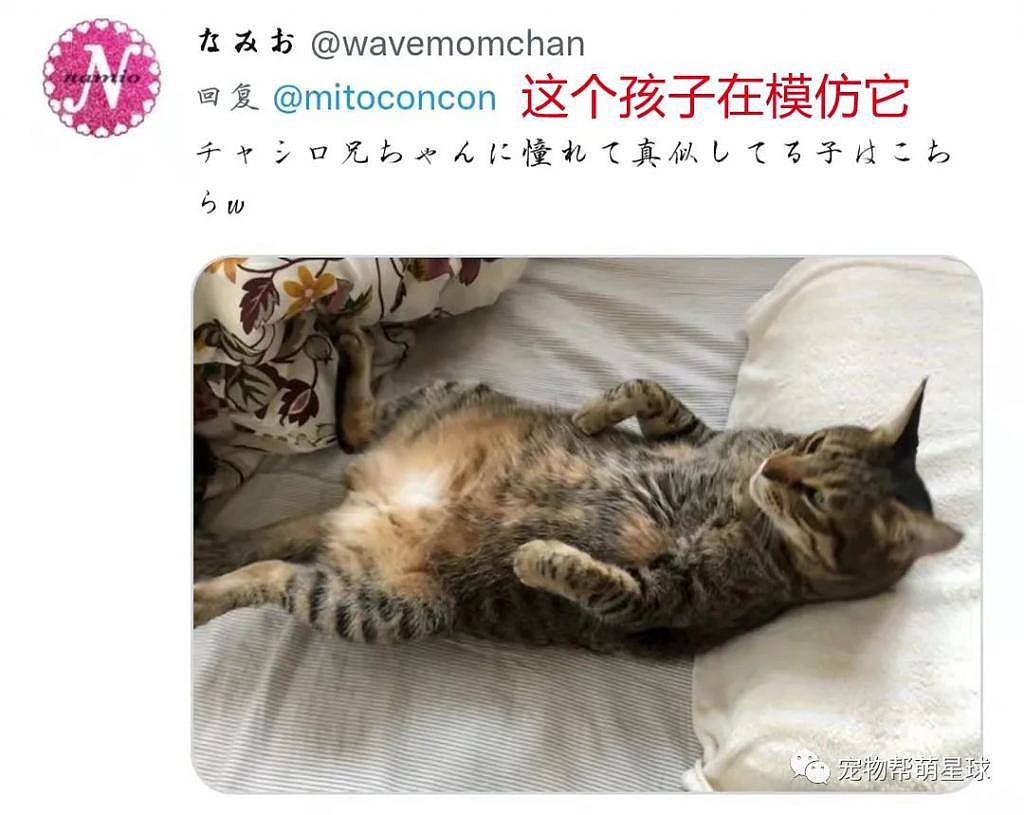 午休时间猫咪优先抢占床位，主人发愁：我的位置呢？ - 8