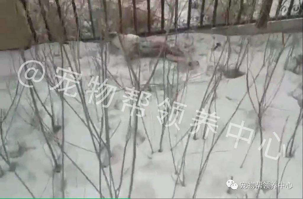 常喂的流浪狗妈妈竟被毒死，幸好找到了它的宝宝，可它们怎么生存 . - 2