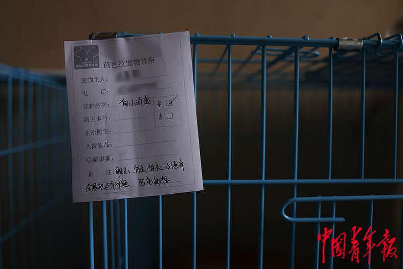 探访上海首个“动物方舱”：疫情下的温情与守护 - 10