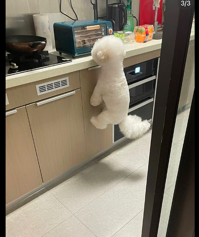 网友把肉干放烘干机里，狗狗一直跳着看，还以为它挂在橱柜上了呢 - 3