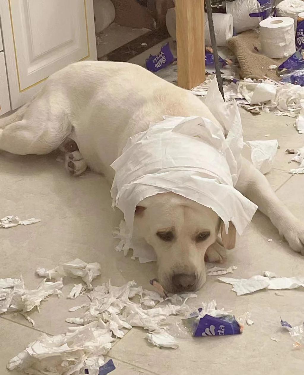 网友外出回家后，发现狗子拆了一箱卫生纸 ... 隔着屏幕都能感受到绝望！ - 1