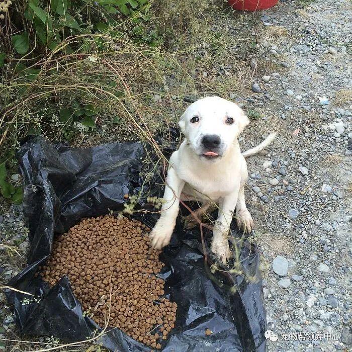 许多狗狗被扔在山上无水无粮，幸好她出现，坚持十年喂食！ - 7