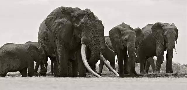曾经有只大公象，象牙长到能搁在地上……直到盗猎者发现了它 - 3